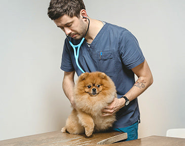 The Top 6 Best Shoes for Vet Techs